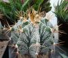 Astrophytum_ornatum.jpg