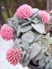 Crassula_morgans_beauntii.jpg