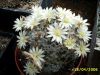 Mammillaria_duwei_2_resize.JPG