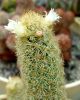 Mammillaria_elongata_1_resize.JPG