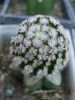 Mammillaria_hernandezii_1_resize.JPG