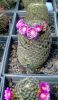 Mammillaria_matudae_1_resize.jpg