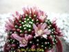 Mammillaria_paintheri.jpg