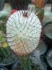 Mammillaria_perezdelarosae_resize.JPG
