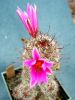 Mammillaria_sinaloensis_resize.JPG