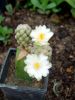 Mammillaria_theresae_albiflora_1c_resize.JPG
