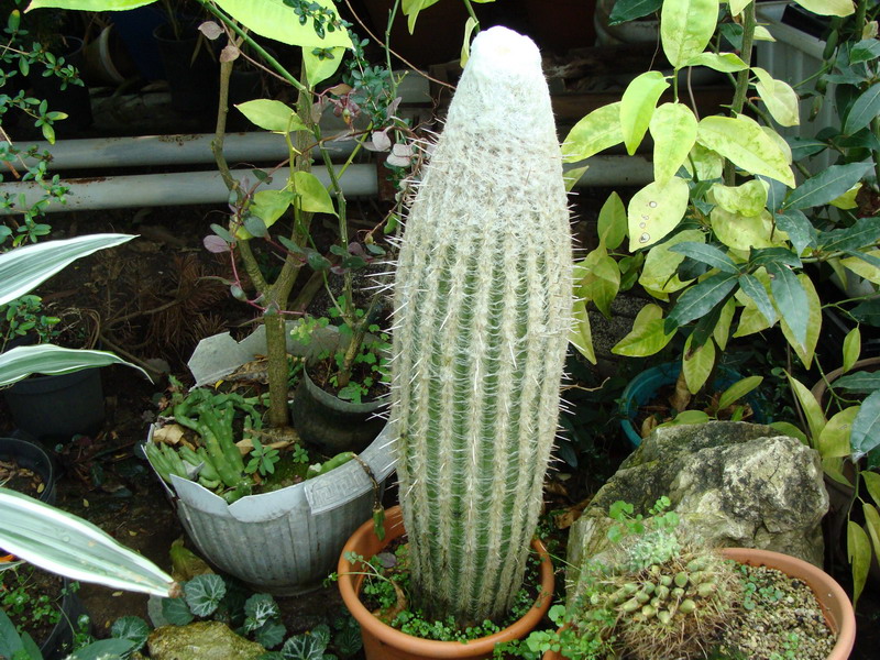 Cliquez pour voir l'image en taille réelle