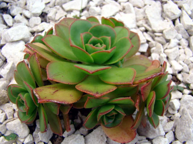 foto12 Aeonium Rangitoto cultivar
