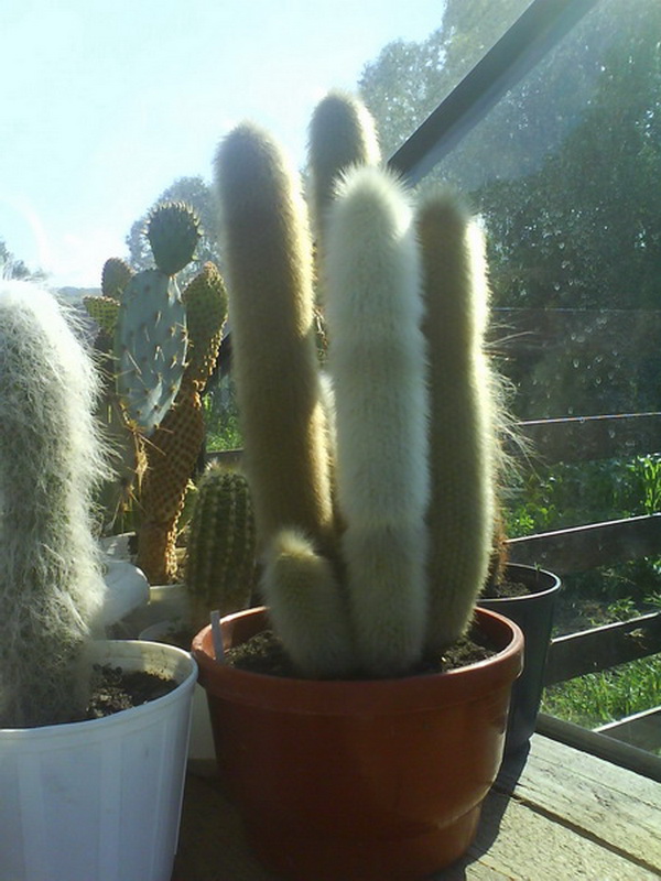 Cliquez pour voir l'image en taille réelle