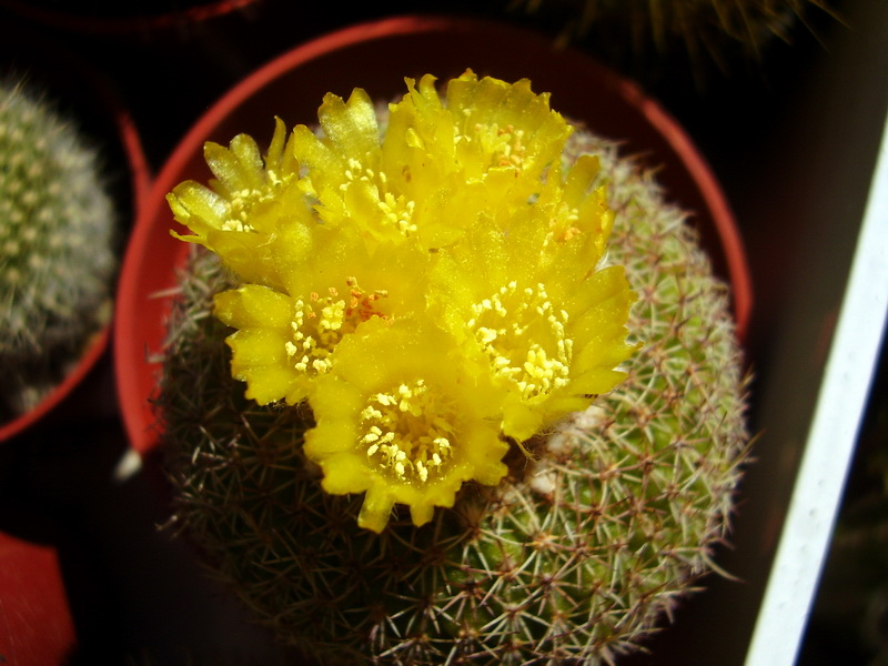 Cliquez pour voir l'image en taille réelle