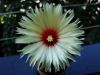 DSC00381.jpg