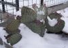 Fájlnév : Opuntia_macrocentra_.jpg
Fájlméret : 196KB
Méretek : 800x567
Hozzáadás dátuma : 2009 Június 13. Opuntia_macrocentra_.jpg