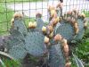 Fájlnév : Opuntia_macrocentra_4.jpg
Fájlméret : 268KB
Méretek : 800x600
Hozzáadás dátuma : 2009 Június 13. Opuntia_macrocentra_4.jpg