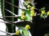 Euphorbia_grandicornis_2.jpg
